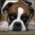 Dog Gone