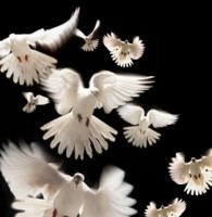 doves1