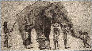 elephant
