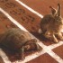 The Race Is Not Given to the Swift