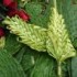 Hosanna! Rejoice!