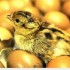 Incubate and Motivate