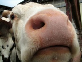 organic-dairy-farming-7833612