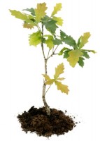 small-oak-tree