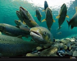 spawning-atlantic-salmon-738342-xl-300x240